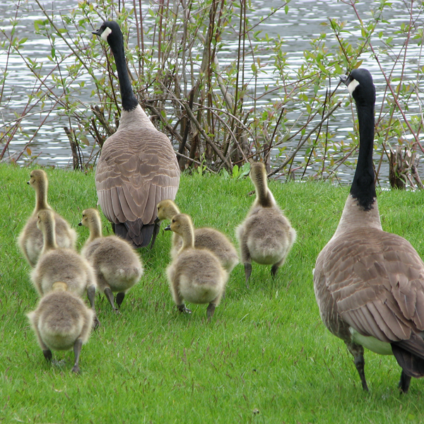 Photos of a geese family waddling toward a lake © FreeImages/Christine Scholes and Fred Kuipers