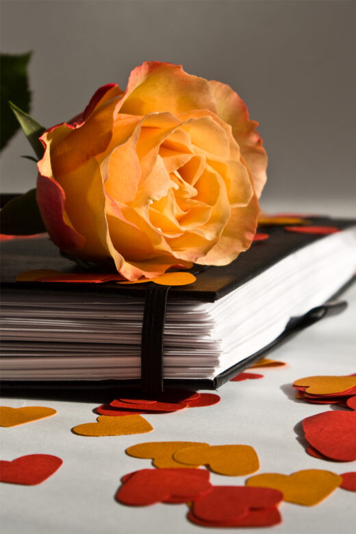 A rose on top of a book. Photo by Michael Faes, FreeImages.com