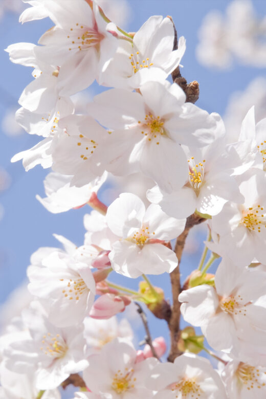 Spring blossoms, photo © FreeImages/Makio Kusahara